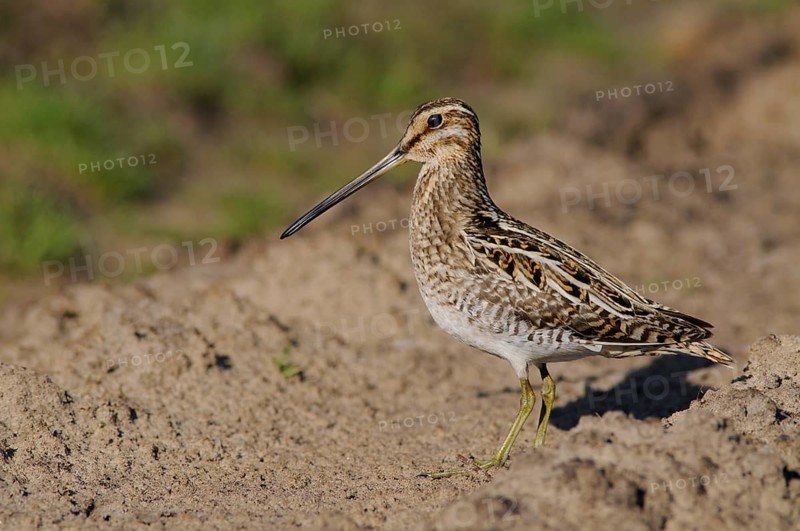 Common Snipe (Gallinago gallinago), Emsland, Lower Saxony, Germany