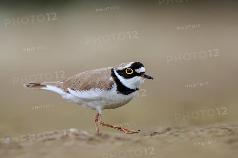 Little Ringed Plover (Charadrius dubius) male, North Rhine-Westphalia, Germany