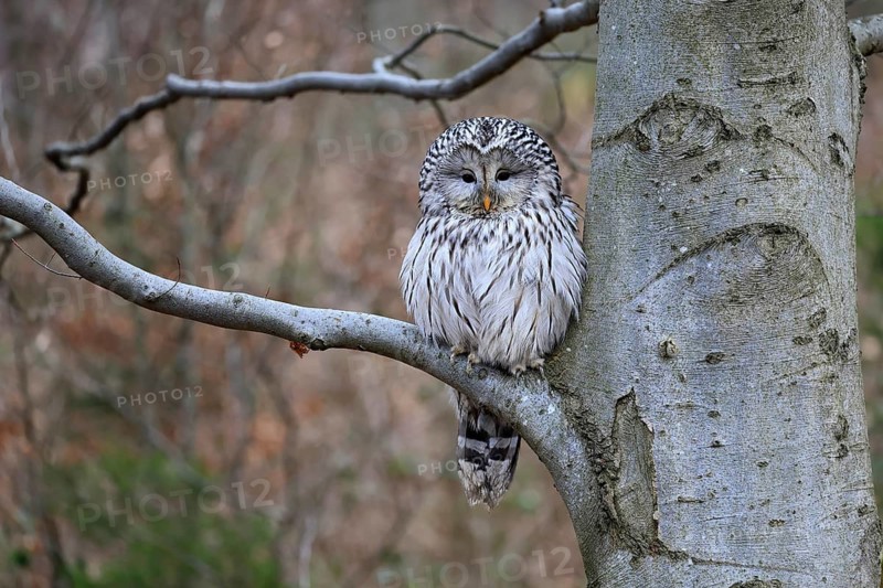 Hawk owl (Strix uralensis), adult, in winter, on tree, on tree trunk, Bohemian Forest, Czech Republic, Europe, Germany