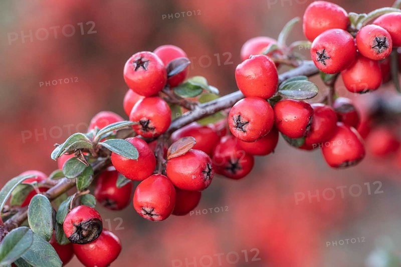 Fan-shaped cotoneaster (Cotoneaster horizontalis), Emsland, Lower Saxony, Germany