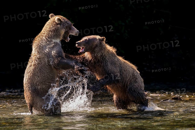 Grizzly Bear (Ursus arctos horribilis) two adult fighting, British Columbia, Canada