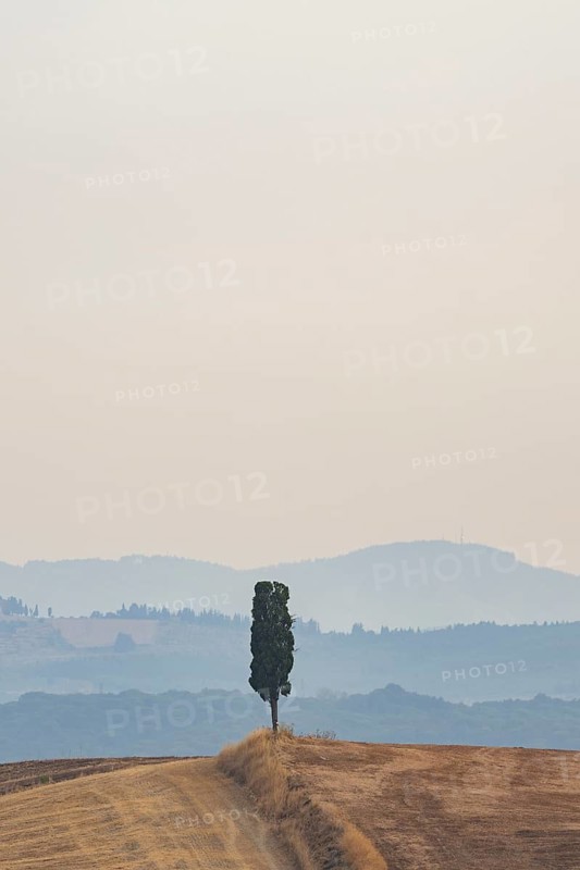 Cypress tree against the sky in a typical Tuscan landscape in Crete Senesi with hills in summer, Siena, Tuscany, Italy