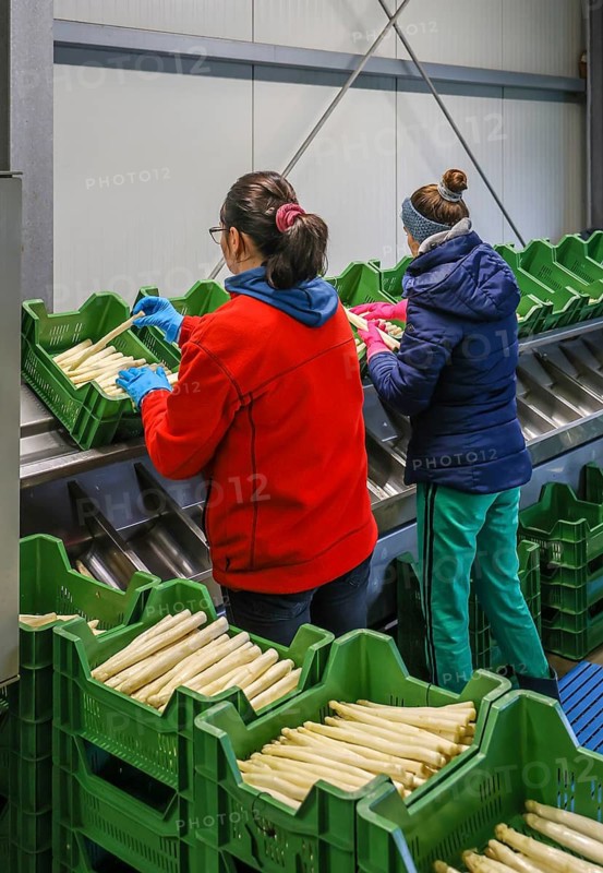 Wesel, North Rhine-Westphalia, Germany, harvest workers from Eastern Europe wash and sort the asparagus, here at a press event to mark the opening of the asparagus season at the Heinen asparagus and fruit farm