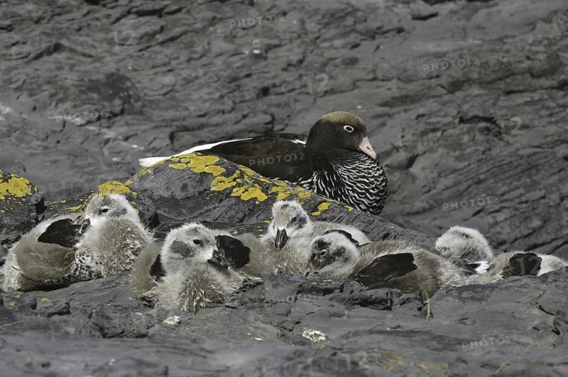 Kelp Goose (Chloephaga hybrida) female, Falkland Islands