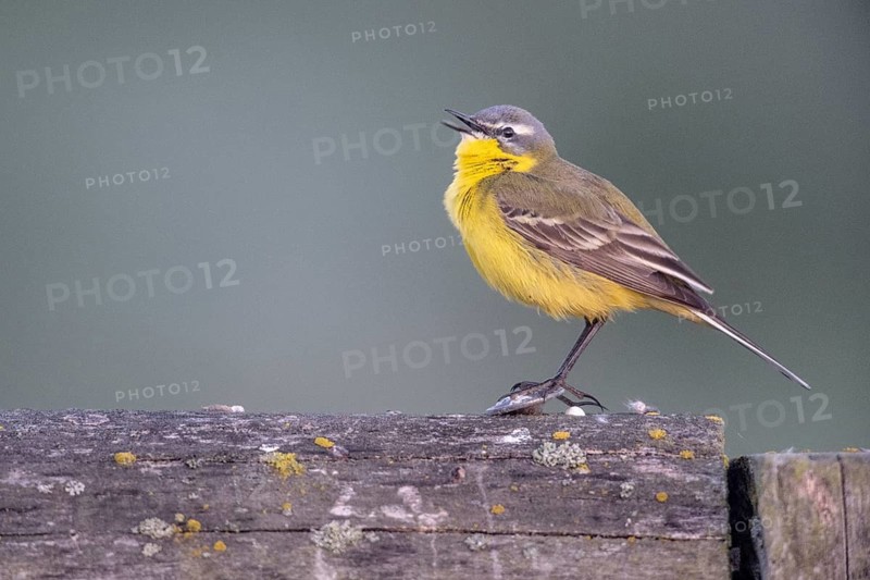 Yellow wagtail (Motacilla flava), Lower Saxony, Germany