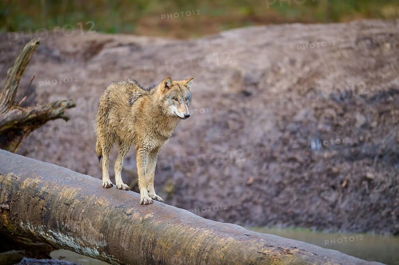 Wolf (Canis lupus), standing attentively on a tree trunk in the middle of nature, Germany