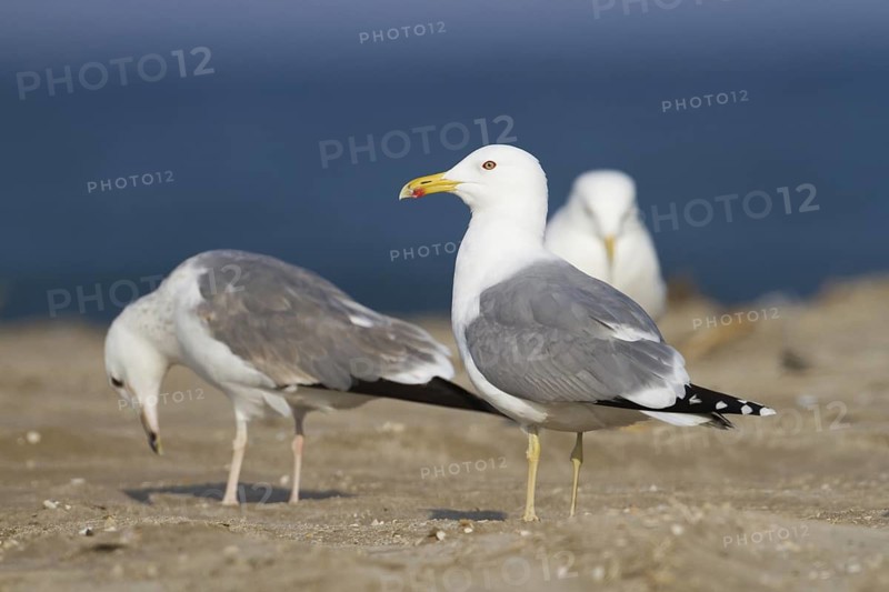 Caspian Gull (Larus cachinnans), Oman