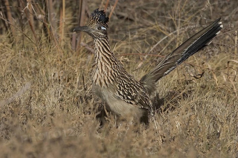 Greater Roadrunner (Geococcyx californianus), New Mexico, USA
