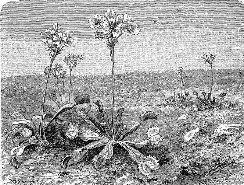 Botany, Venus flytrap, Dionaea muscipula, a carnivorous plant from the sundew family, illustration, reproduction from a 19th century model. Authentic, file restored for optimal use, exact date of submission unknown, historical