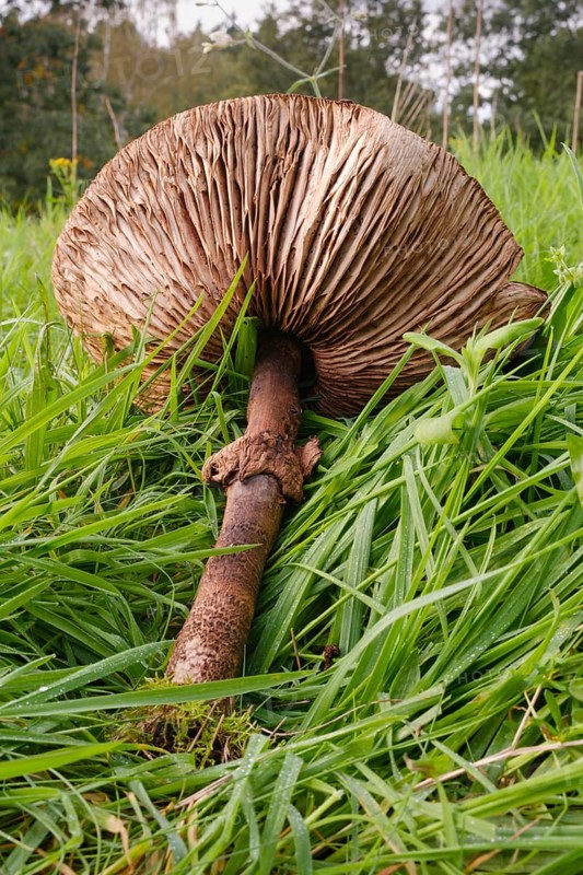 Giant umbrella mushroom in a meadow, parasol mushroom (Macrolepiota procera), mushroom, close-up, Emsland, Lower Saxony, Germany