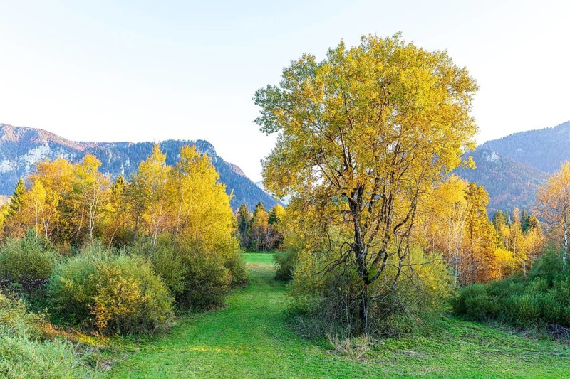 Young trees with autumn leaves in the valley surrounded by the mountains of the Chiemgau Alps, Inzell, Bavaria, Germany