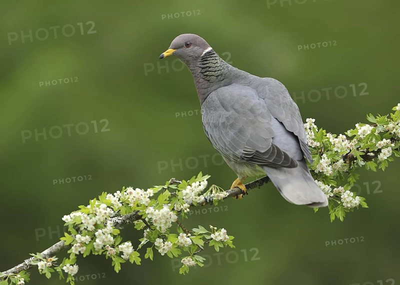Band-tailed Pigeon (Patagioenas fasciata), British Columbia, Canada