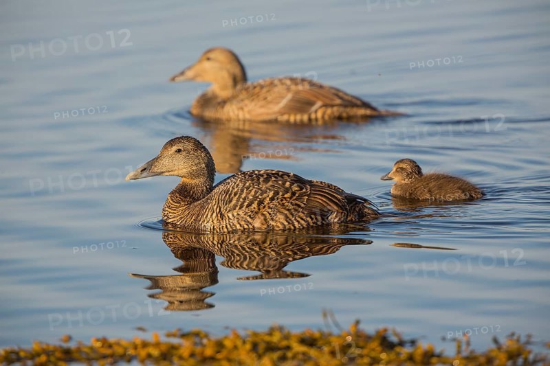 Two female common eider, Somateria mollissima, and one duckling swimming at the coast of Ytri Tunga, Iceland