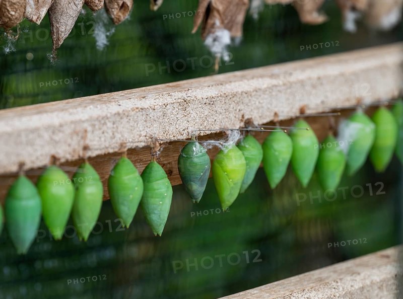 Green cocoons hanging from a wooden frame, Butterfly House, Botanical Garden or Botanisk Have, University of Copenhagen, Denmark
