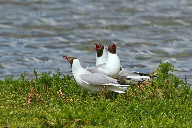 Black-headed Gull (Chroicocephalus ridibundus) displaying, Texel, Netherlands