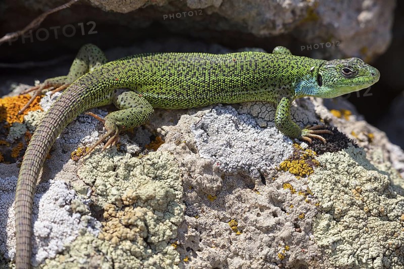 Balkan green lizard, Western giant green lizard, (Lacerta trilineata), lizard, lizard, reptile, animals, Lesbos, Lesbos Island, Greece
