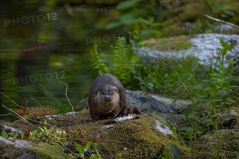 One Eurasian otter (Lutra lutra), sitting on a mossy rock and eating a fresh caught fish