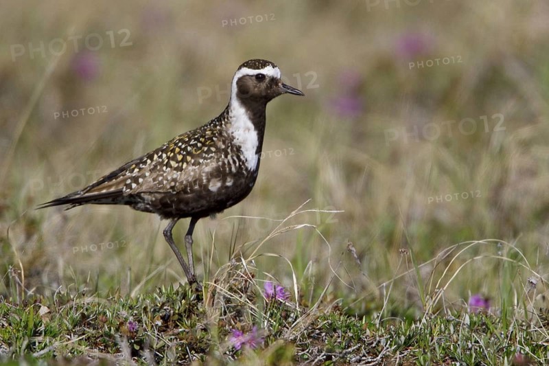 American Golden Plover (Pluvialis dominica) male, Manitoba, Canada