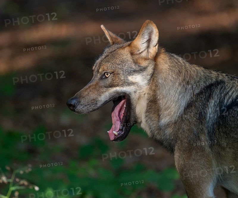 Wolf (Canis lupus) yawning, teeth visible, Germany