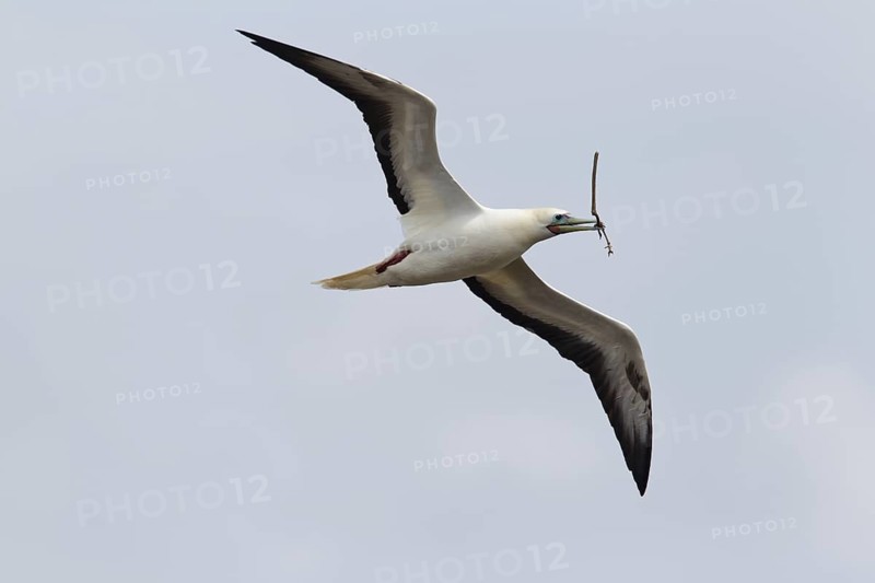 Red-footed Booby (Sula sula) flying, Hawaii, USA