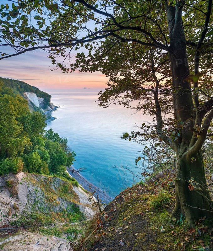View from the high shore of the chalk cliffs on the Baltic Sea in front of sunrise, beech tree on the edge of the cliff, Jasmund National Park, Rügen Island, Mecklenburg-Western Pomerania, Germany