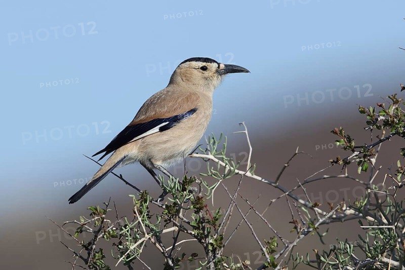 Pander's Ground Jay (Podoces panderi), Oemnoe Gobi, Mongolia