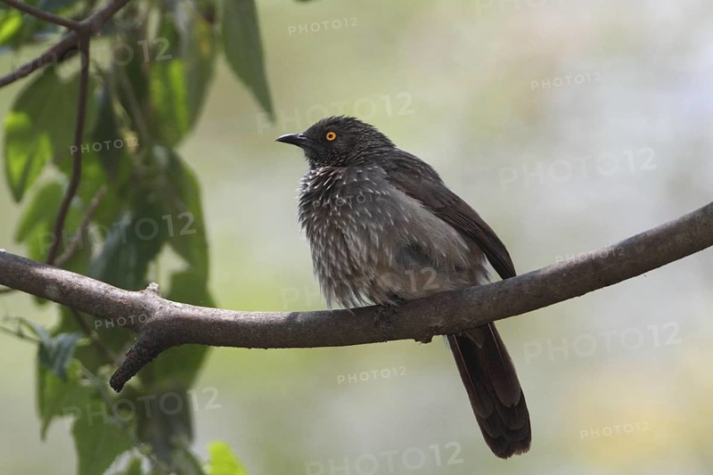 Arrow-marked Babbler (Turdoides jardineii), Lake Baringo, Kenya