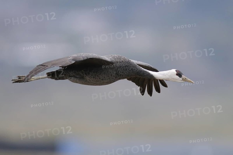 Hooded Crane (Grus monacha) flying, Arasaki, Japan