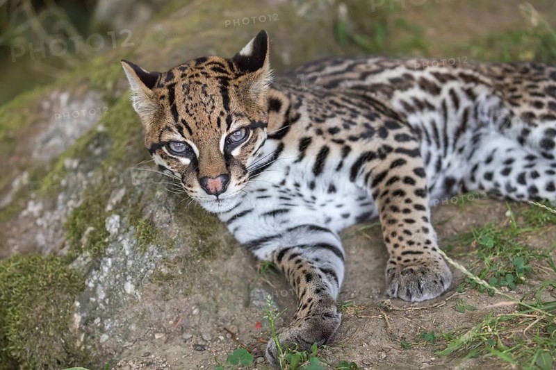 One female Ocelot, Leopardus pardalis, lying on a rock with some green vegetation