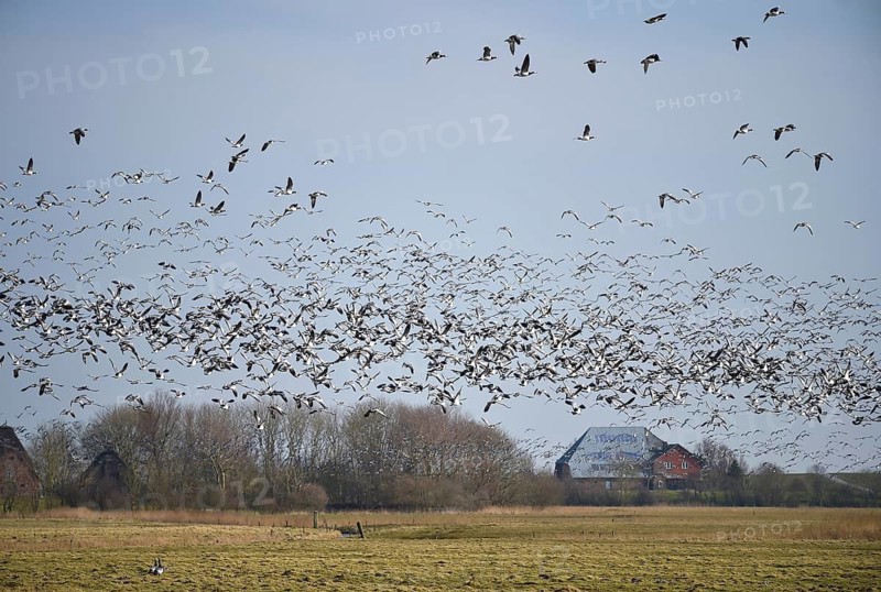 Barnacle geese, white-fronted geese (Branta leucopsis) flying in a flock near Westerhever, Schleswig-Holstein, Germany