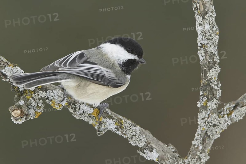 Black-capped Chickadee (Poecile atricapillus), Ontario, Canada