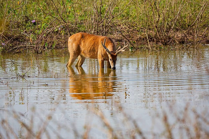 Marsh deer (Blastocerus dichotomous) Pantanal Brazil