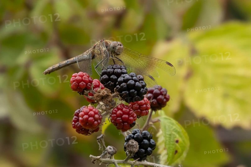 Common darter dragonfly (Sympetrum striolatum) adult female insect on a blackberry fruit in the summer, England, United Kingdom