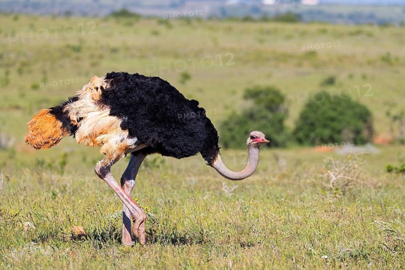Ostrich, (Struthio camelus), foraging, biotope, habitat, Addo Elephant National Park, Addo, Western Cape, South Africa