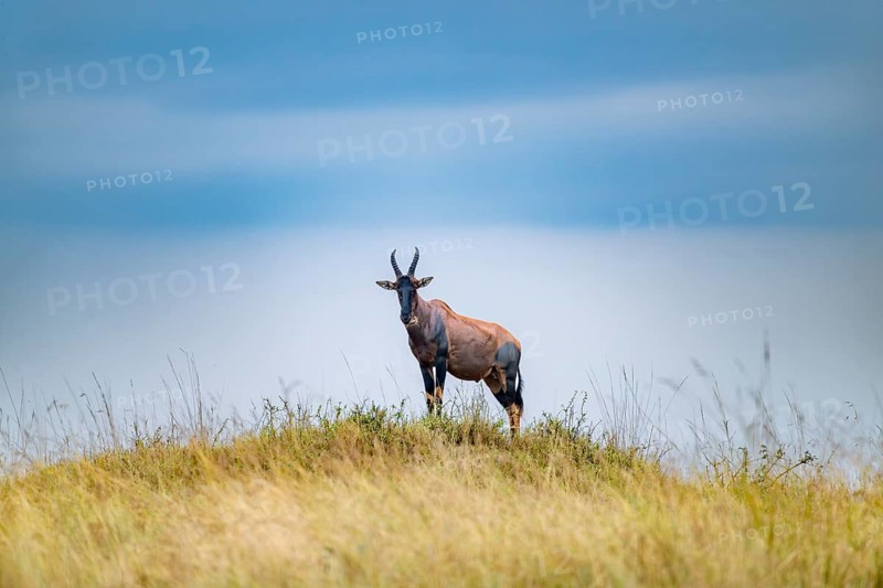 Serengeti topi (Damaliscus jimela), looking out, on a hill in front of dark clouds, Serengeti National Park, Tanzania