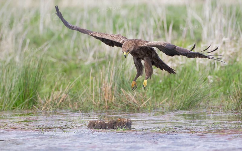 Schreiadler, lat. Aquila pomarina, will auf einem Baumstumpf im Teich landen