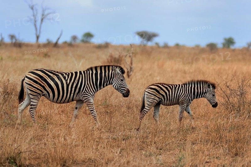 Burchell's zebra (Equus quagga burchelli), Burchell's zebra, adult, female, mother with young, two animals, foraging, Kruger National Park, Kruger National Park, Kruger National Park South Africa
