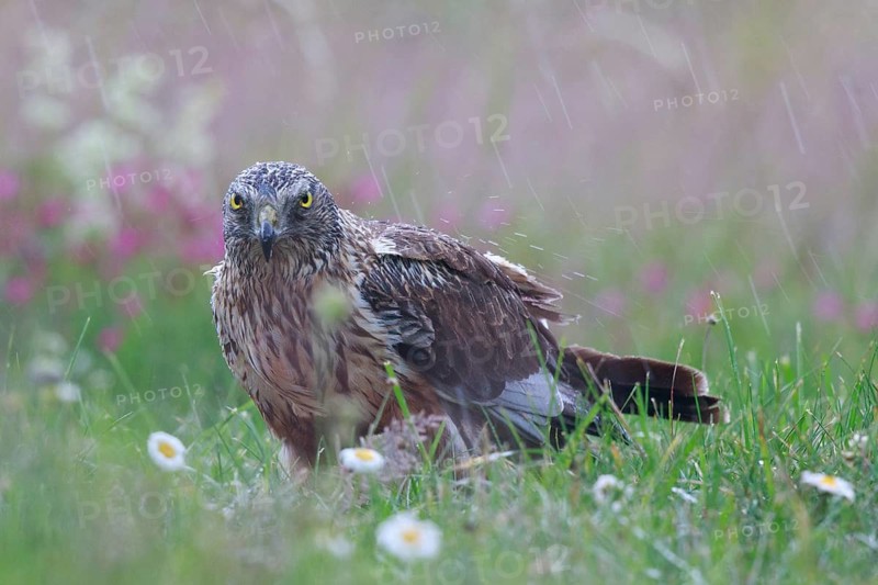 Western Marsh Harrier (Circus aeruginosus) male on grassland in rain, Poland