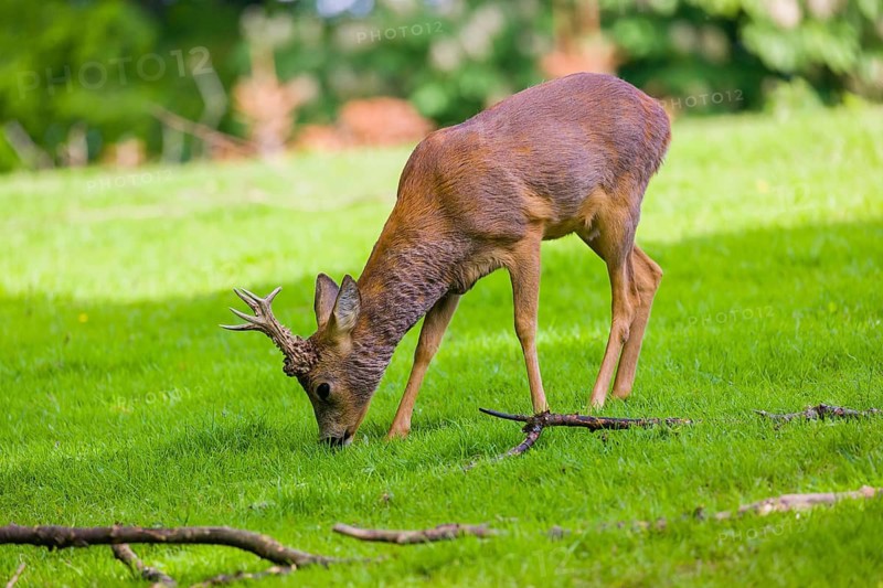 One male Roe Deer, Roe buck (Capreolus capreolus), stands on a meadow