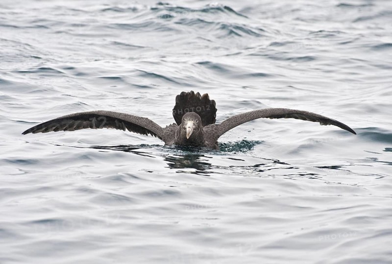 Northern Giant Petrel (Macronectes halli), New Zealand