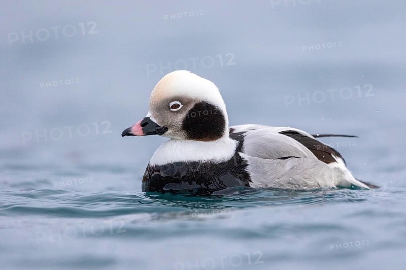 Long-tailed Duck (Clangula hyemalis) male, Norway