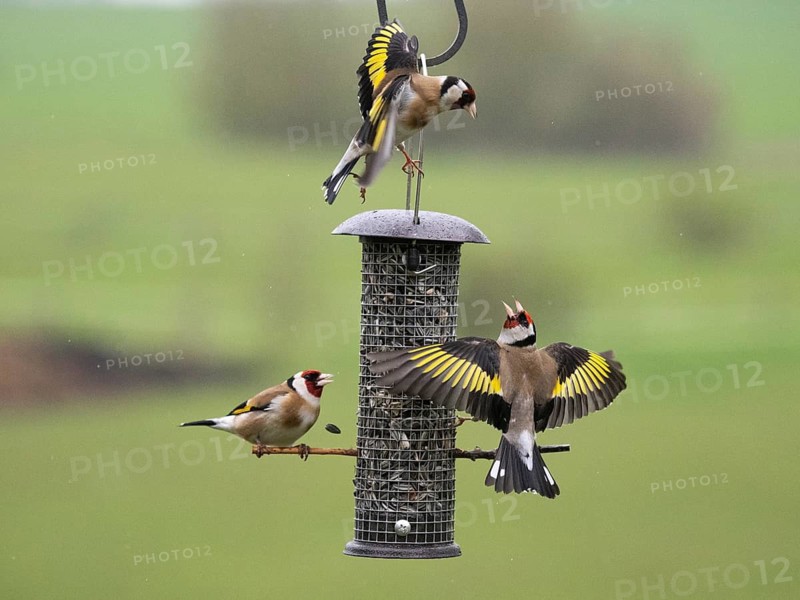 European Goldfinch (Carduelis carduelis), three adult birds fighting and squabbling over food, at bird feeding station Hesse, Germany