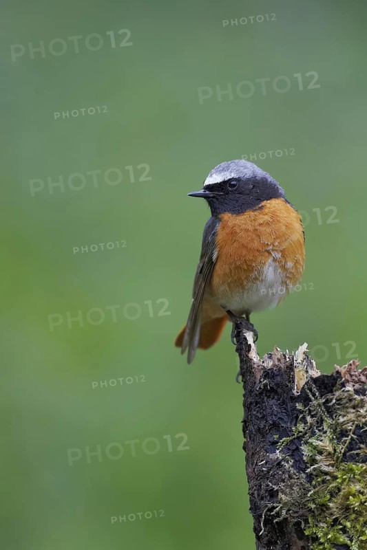 Common Redstart (Phoenicurus phoenicurus) male, Wales, United Kingdom