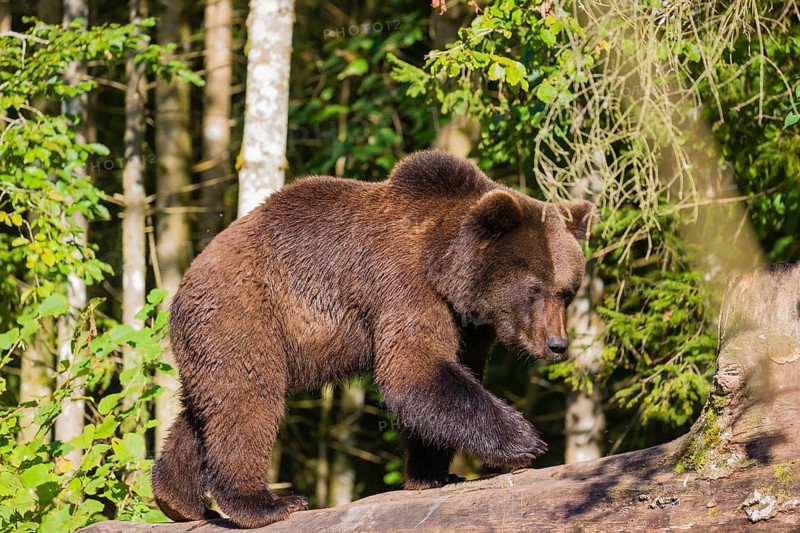 A young male Eurasian brown bear (Ursus arctos arctos) walks on a rotting log lying on the ground