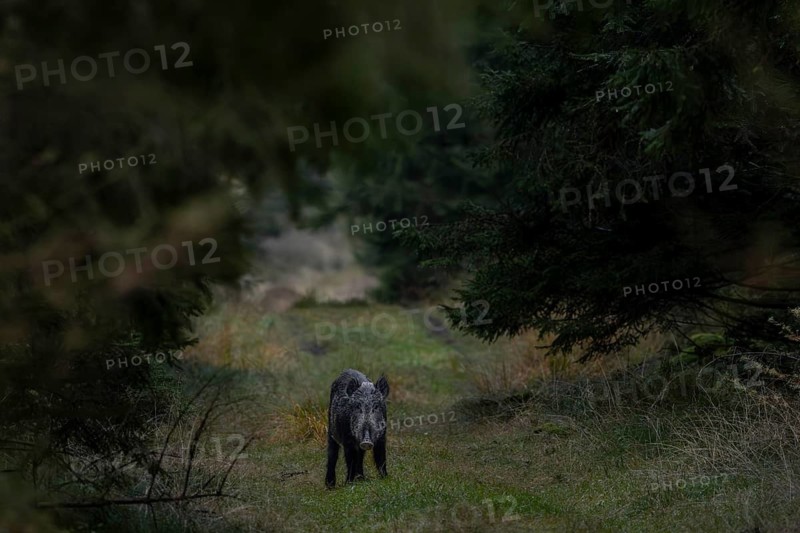 In the last evening light, the wild boar (Sus scrofa) appears in a forest aisle and a small movement attracts its attention, twilight, late autumn, mating season, November, Denmark