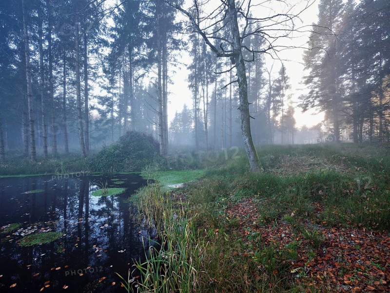 Ballmoos forest reserve, raised bog in the fog, Lieliwald, Lindenberg, Horben, Canton Lucerne, Switzerland