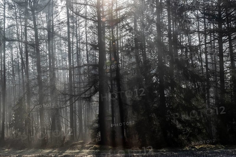 Fog in the coniferous forest, Emsland, Lower Saxony, Germany