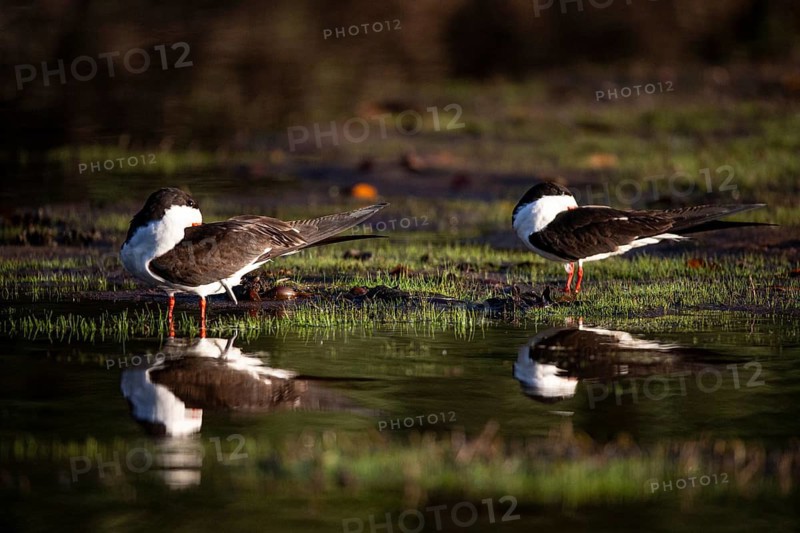Black-mantled cranesbill (Rynchops nigra) Pantanal Brazil