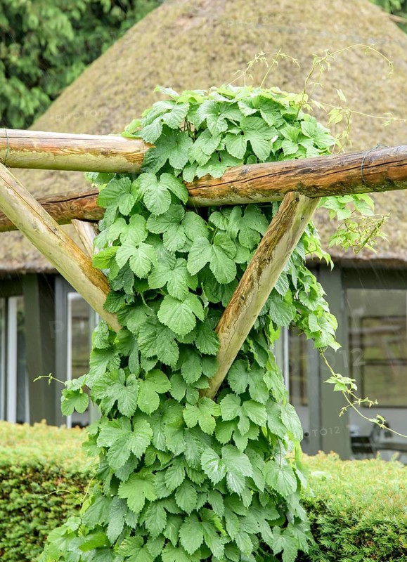 Hops (Humulus lupulus), Geografisk Ha Botanical Garden, Denmark