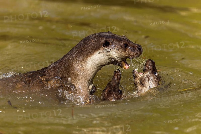 An otter shows its teeth while fighting with another otter in the water, European otter (Lutra lutra), Germany